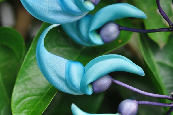 Стронгилодон крупнокистевой