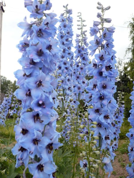Дельфиниум однолетний гиацинт