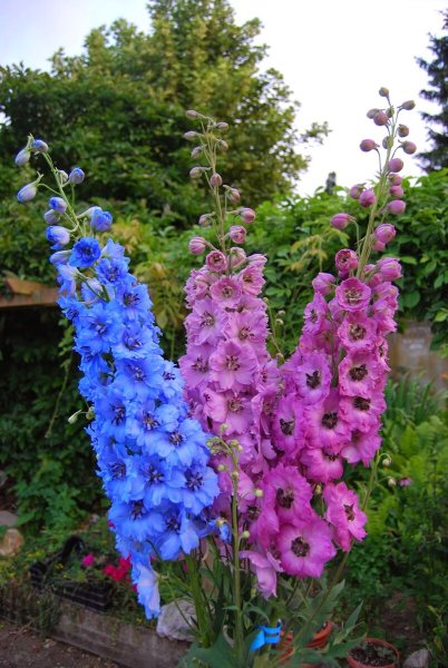 Шпорник дельфиниум