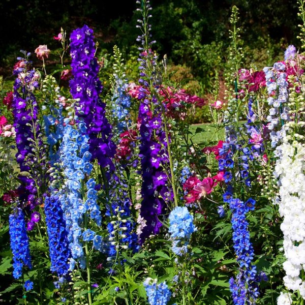 Дельфиниум Баттерфляй