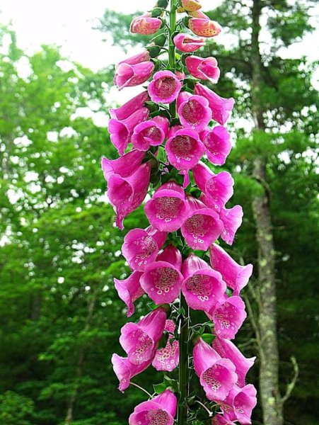 Наперстянка Foxglove
