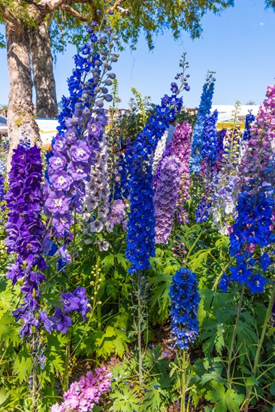 Шпорник дельфиниум