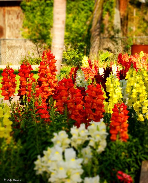 Антирринум львиный зев