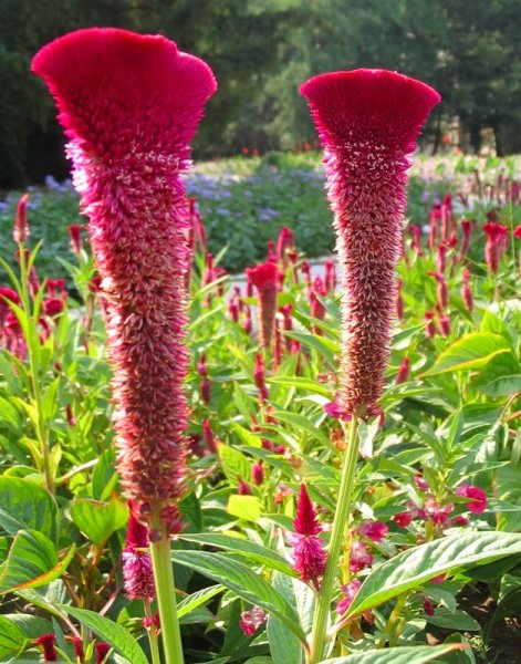 Целозия гребенчатая