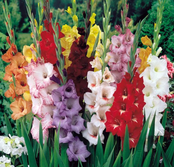 Гладиолус Ведетта