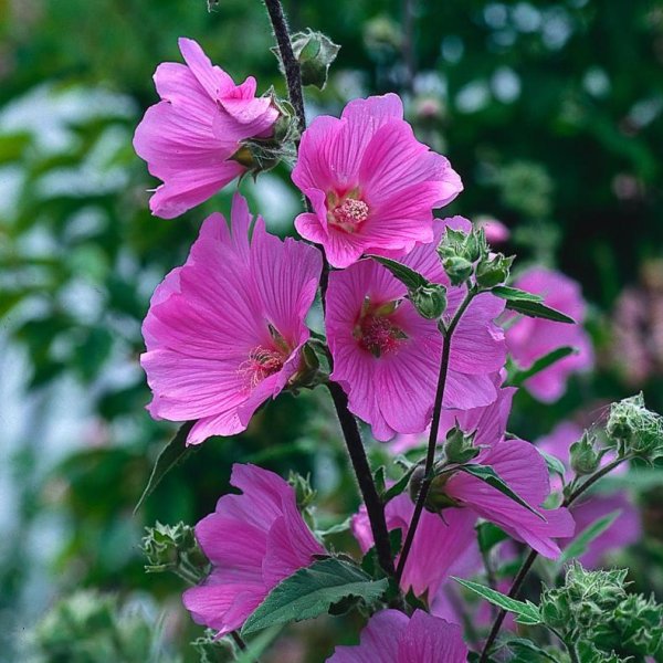 Мальва лаватера