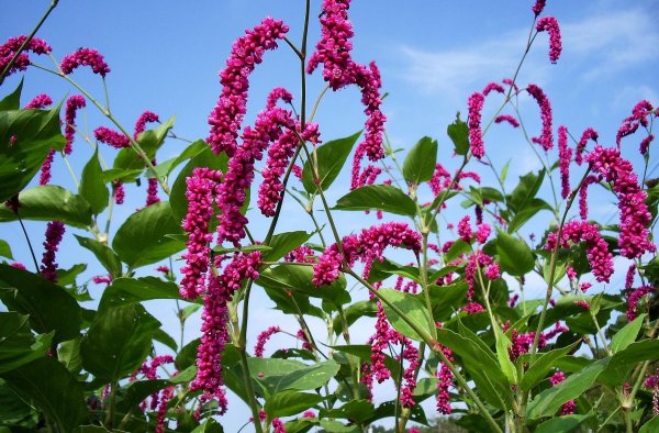 Растения с розовыми соцветиями