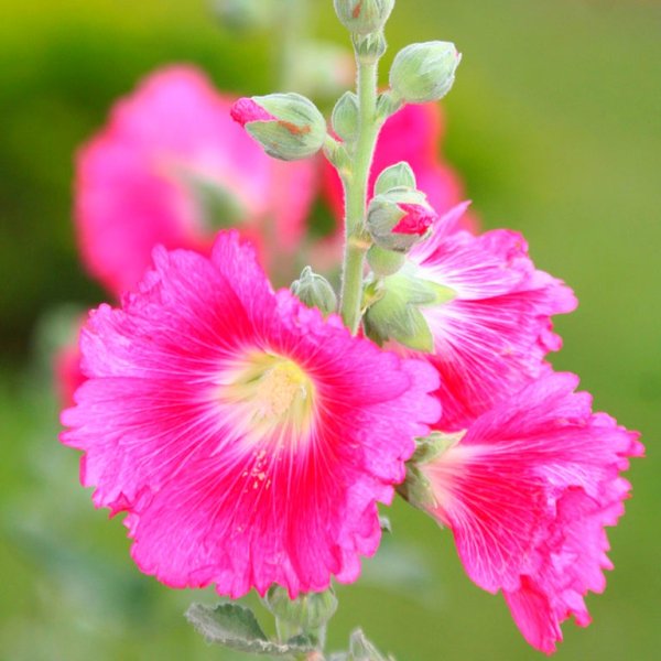 Цветы Мальва просвирник