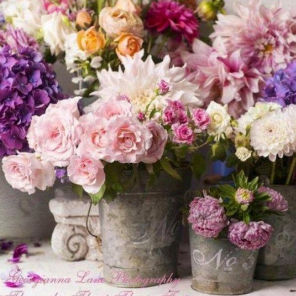 Красивые пионы