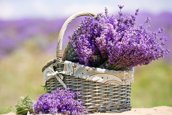 Анютины глазки Лонгпре