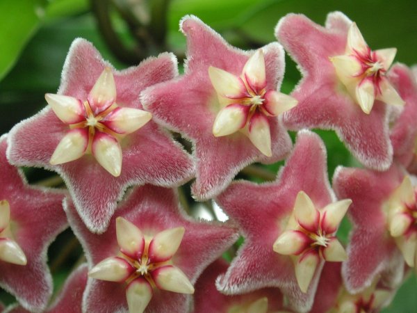Hoya цветок
