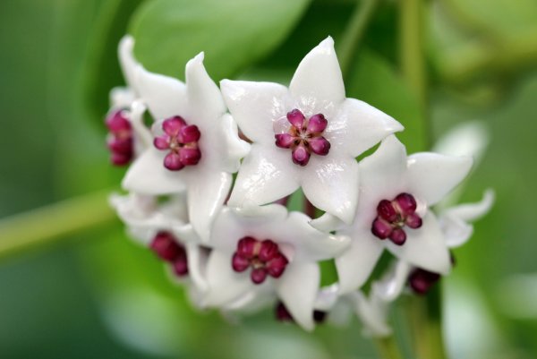 Hoya цветок