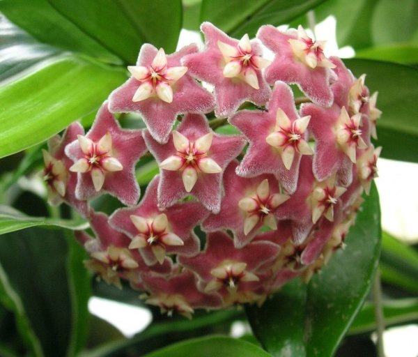 Хойя pulchra