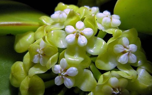 Хойя зеленоцветная