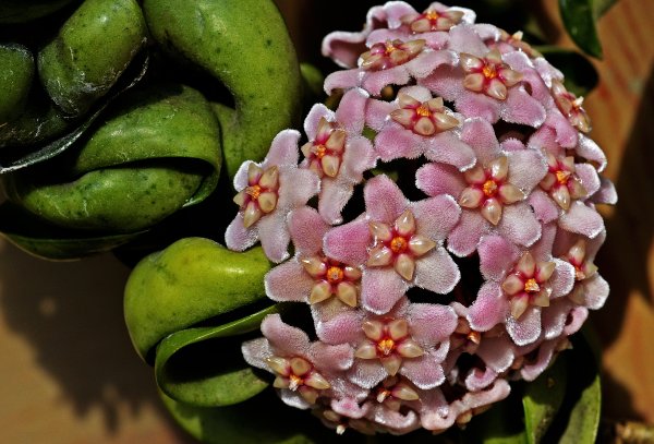 Хойя восковой плющ