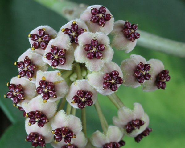 Хойя thuathienhuensis