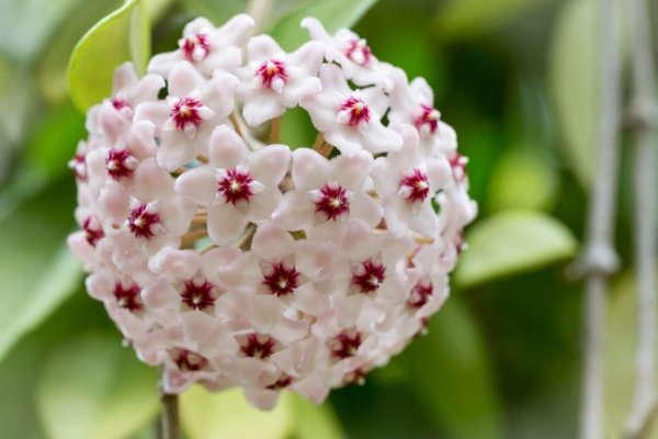 Хойя corymbosa