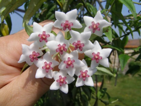 Hoya Flowers