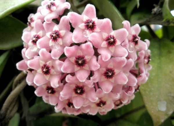 Hoya Карноза