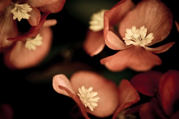 Цветы в коричневых тонах