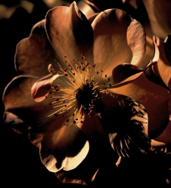 Коричневые цветы