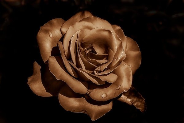 Коричневые цветы