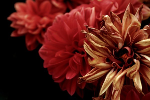 Коричневые цветы