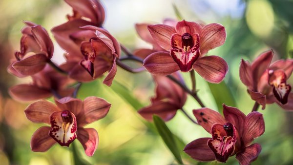 Коричневые фаленопсисы