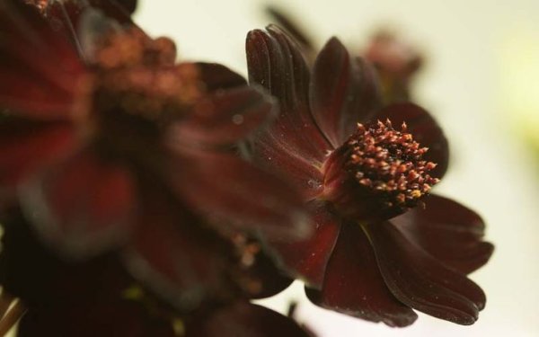 Коричневые цветы