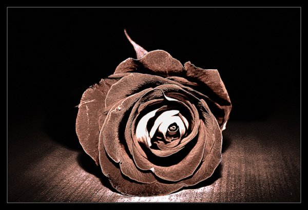 Коричневая Орхидея