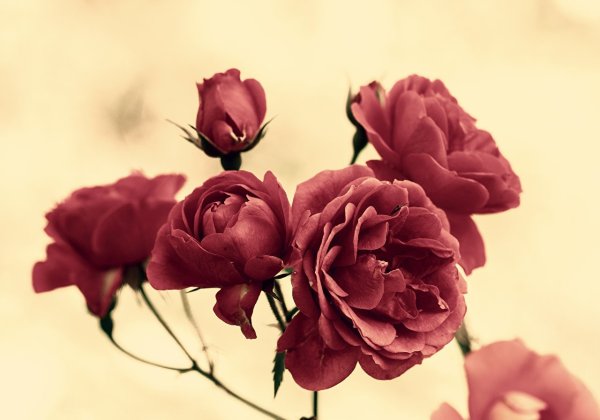 Коричневые розы