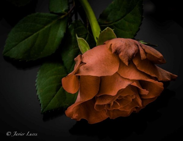 Гербера коричневая