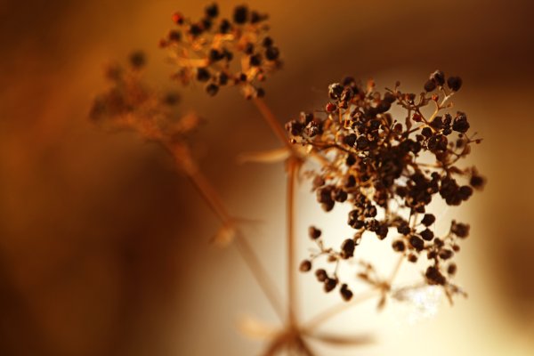 Коричневые цветы