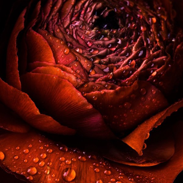 Коричневые цветы