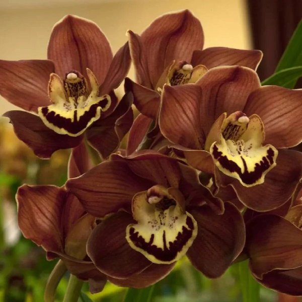 Коричневые цветы