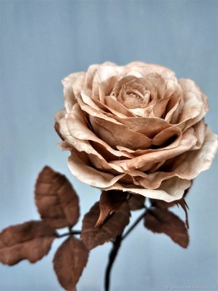 Цветок с коричневыми листьями