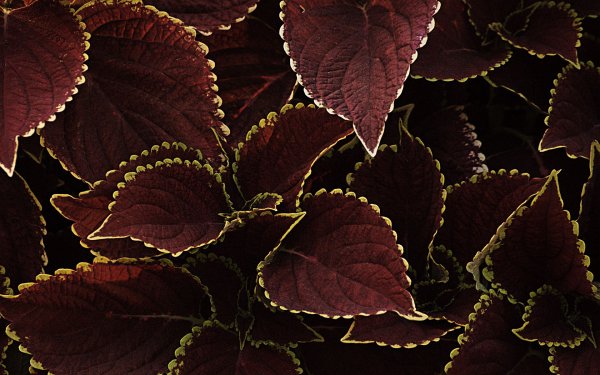 Коричневые цветы