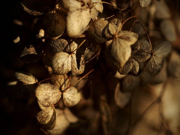 Роза Браун Шугар