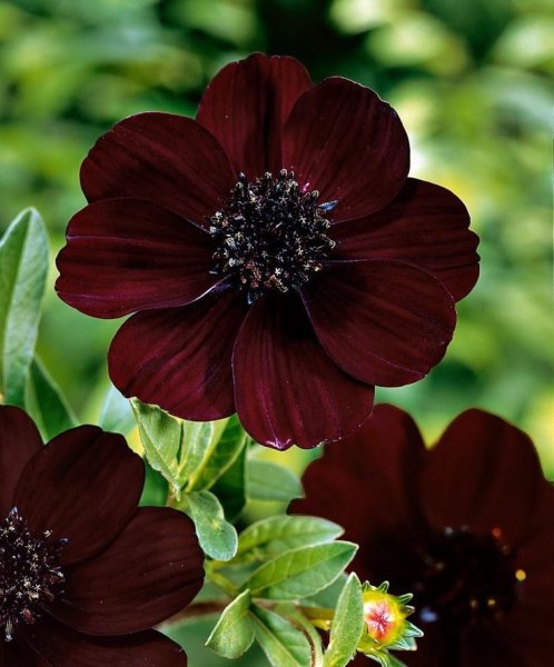 Фон в коричневых тонах