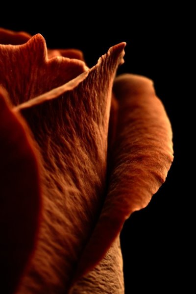 Коричневые цветы