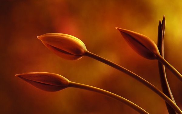 Оранжево коричневые цветы