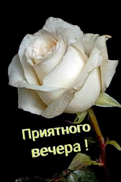 Добрый вечер с белыми розами