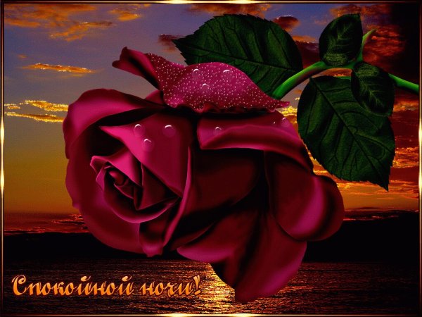 Спокойной ночи цветы