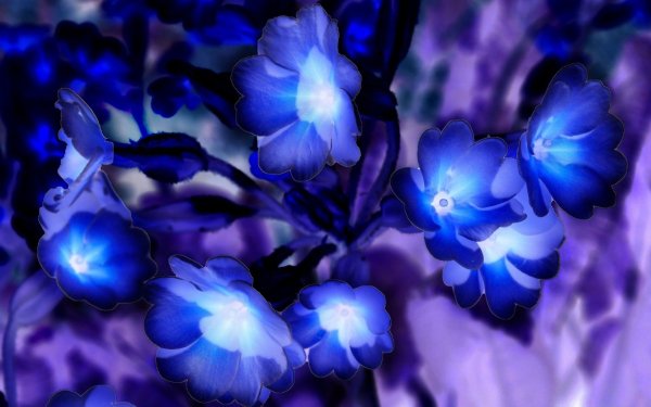 Высокие синие многолетние цветы
