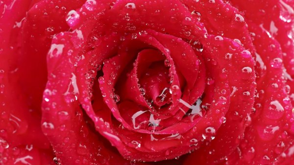 Обои для рабочего стола розы в росе