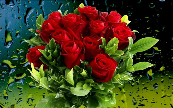 Шикарные живые розы