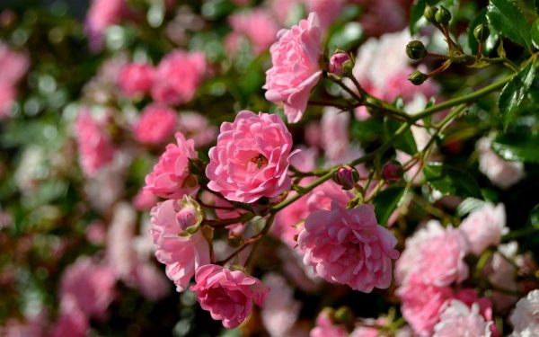 Чайная роза кустовая Садовая розовая