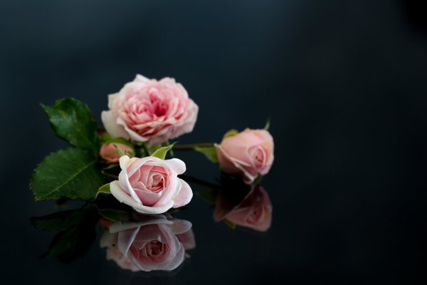 Нежный цветок