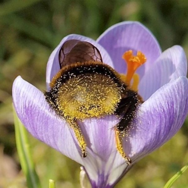 Ургульки цветы