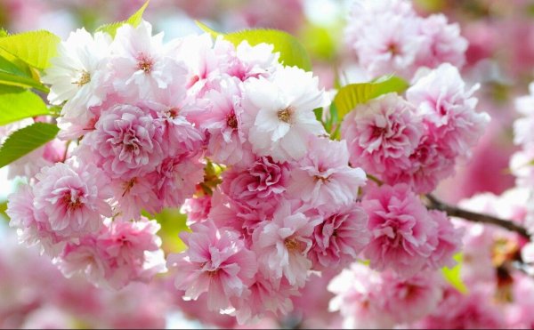 Цветы на заставку